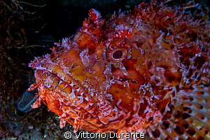 Portrait of a red scorpion fish by Vittorio Durante 